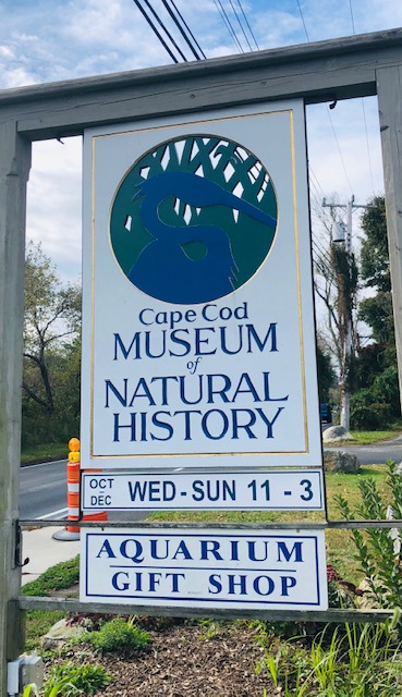 a day at the cape cod museum of natural history
