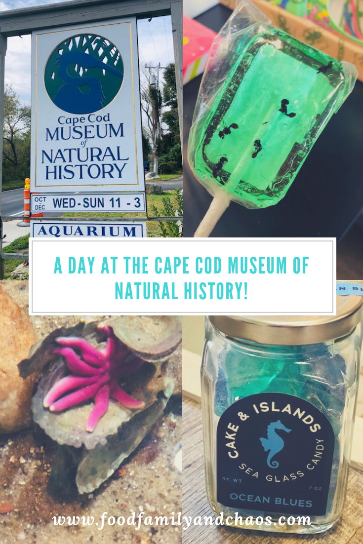 a day at the cape cod museum of natural history pin 2